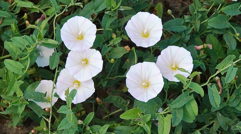 Convolvulus arvensis