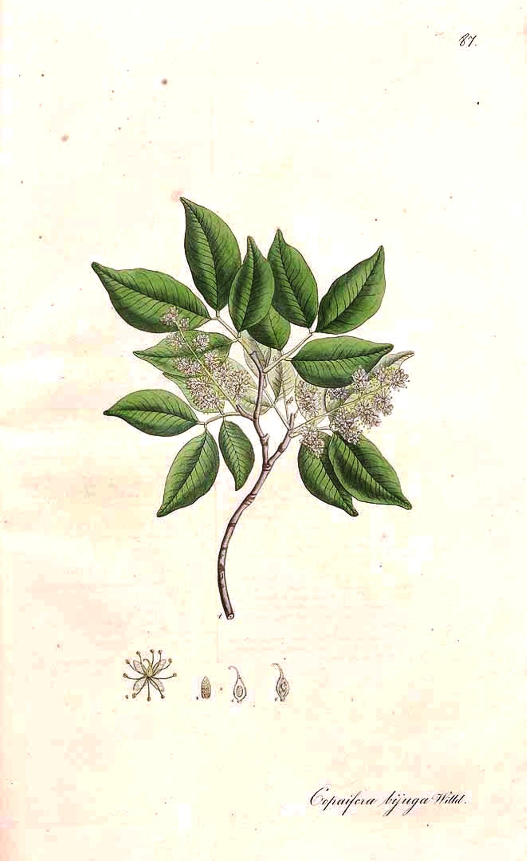 Copaifera guyanensis Systematics, Habitat, Cultivation