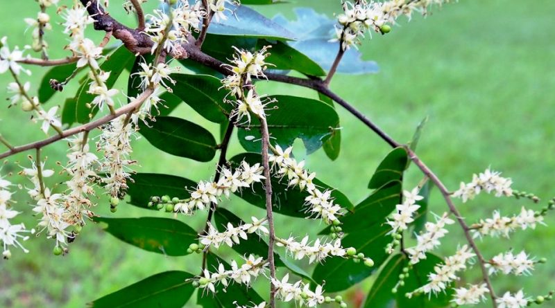 Copaifera langsdorffii