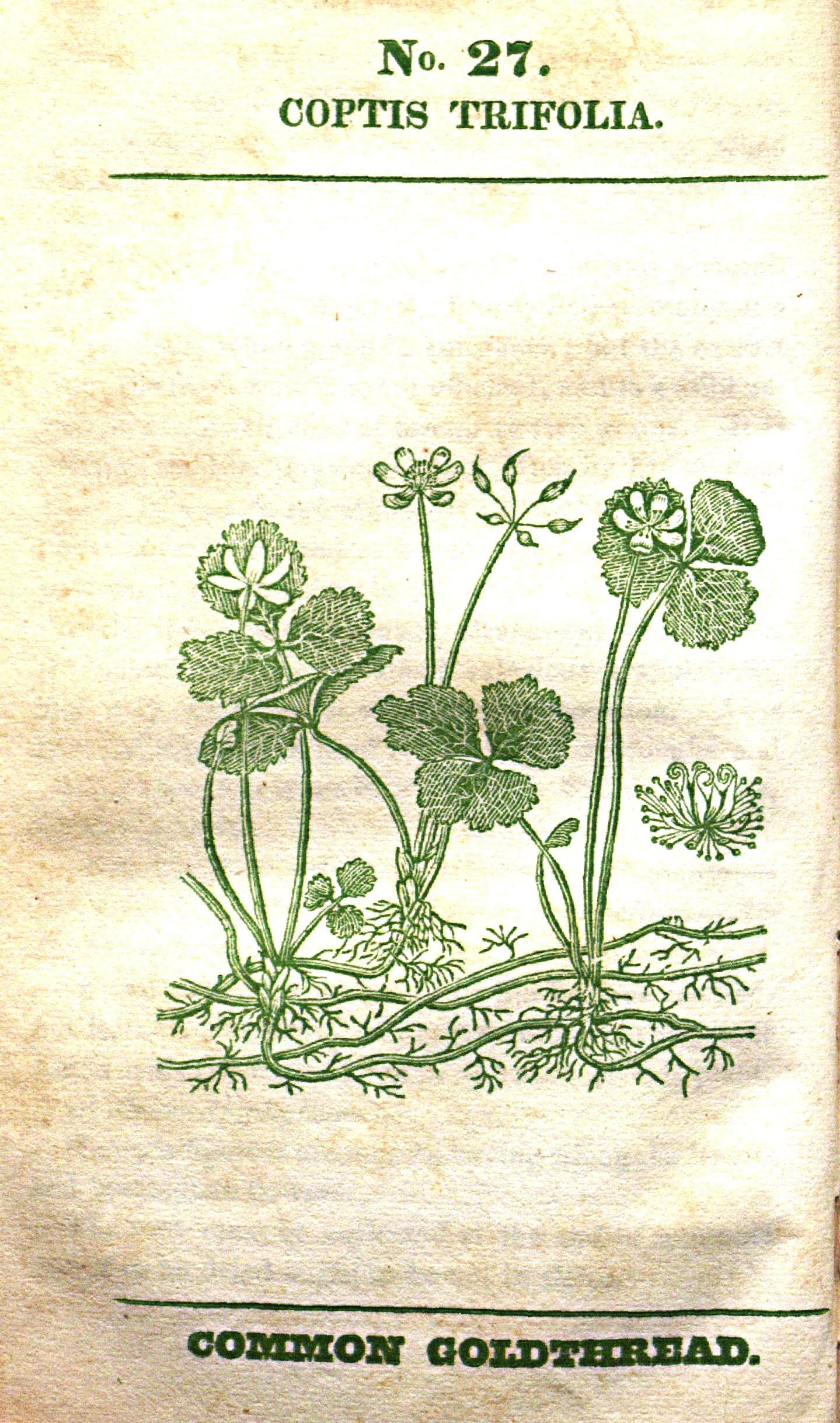 Coptis trifolia: Systematics, Etymology, Habitat, Cultivation ...