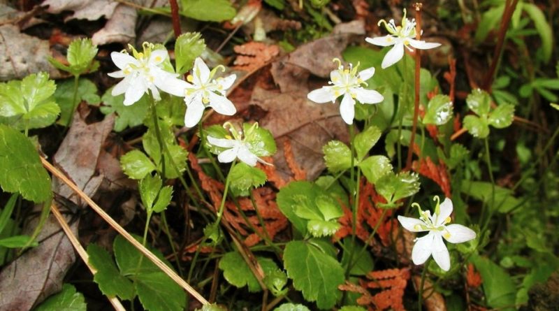 Coptis trifolia