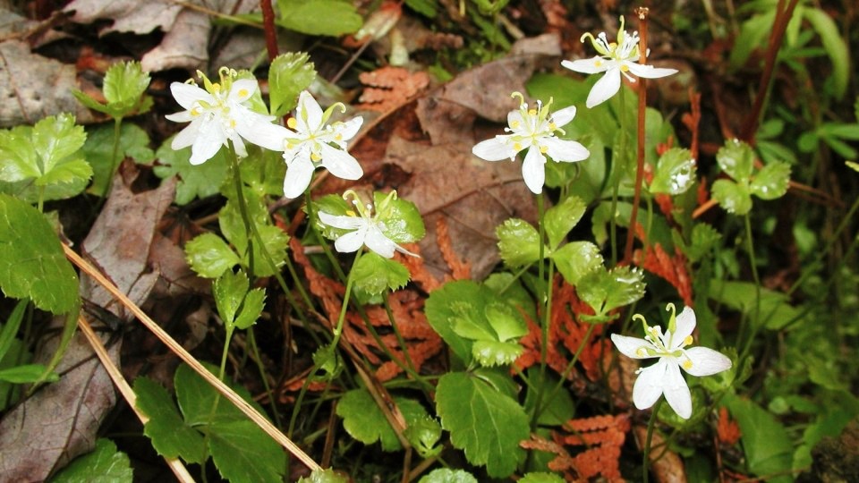 Coptis trifolia: Systematics, Etymology, Habitat, Cultivation ...