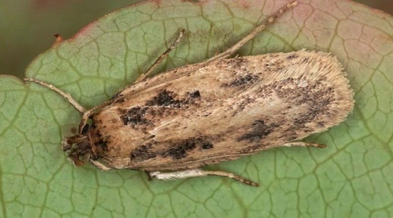 Depressaria erinaceella