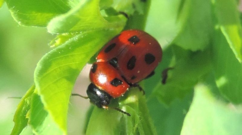 Gonioctena fornicata