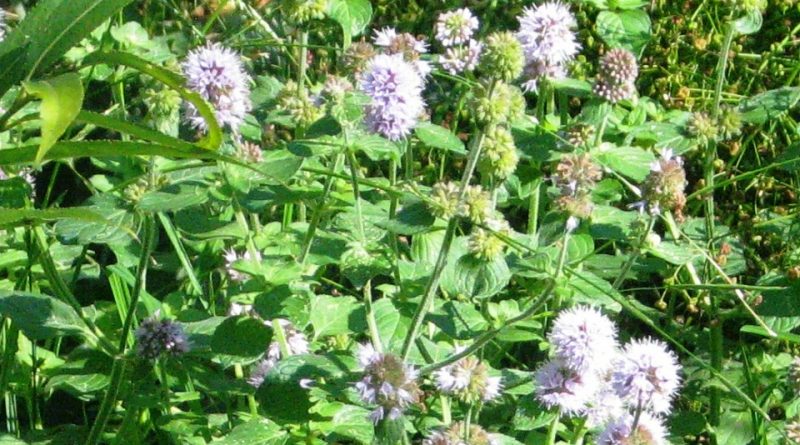 Mentha aquatica