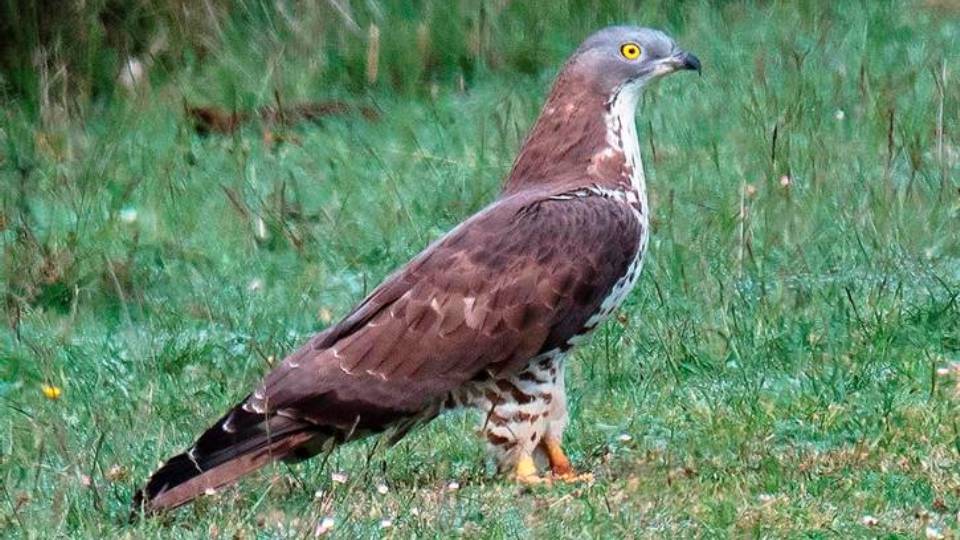 Italiano) Pernis apivorus: Sistematica, Habitat, Biologia, Ruolo Ecologico  ...