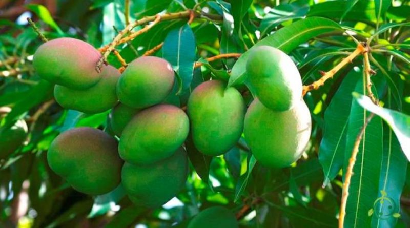 Come si propaga il Mango