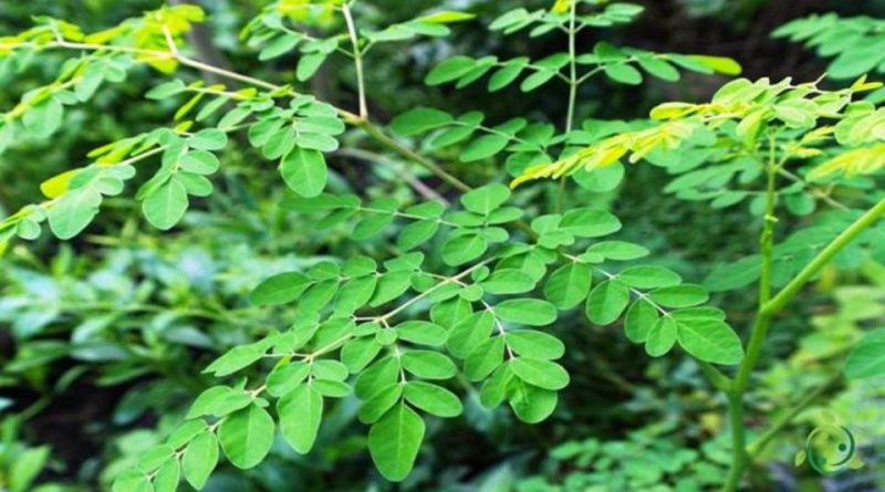 Come si propaga la Moringa