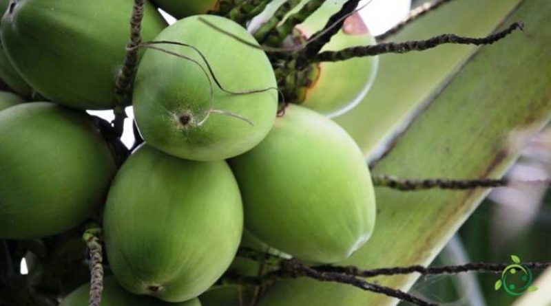 Come si propaga la palma da cocco