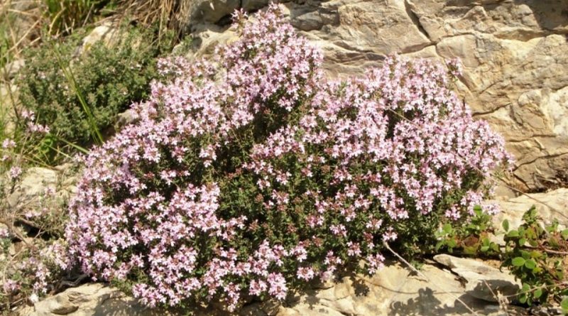 Piante Officinali della Sicilia