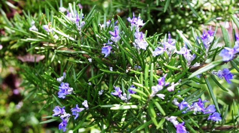 Usi delle piante officinali