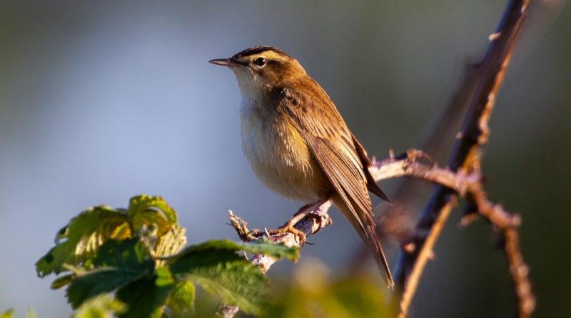 Acrocephalus schoenobaenus