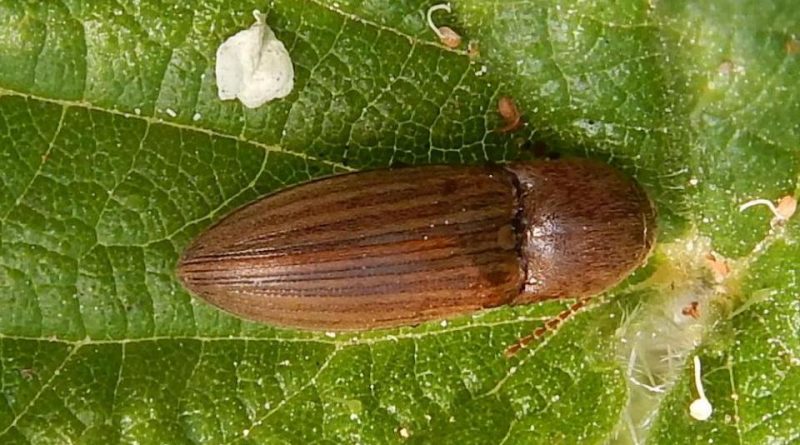 Agriotes lineatus