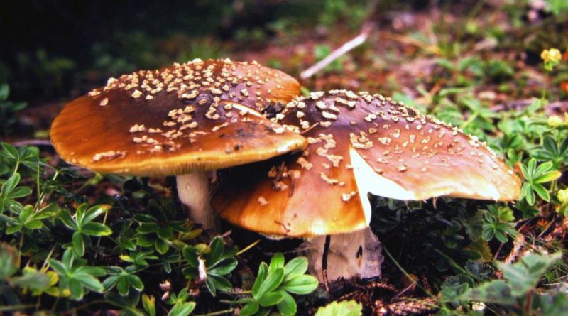 Amanita muscaria var. regalis