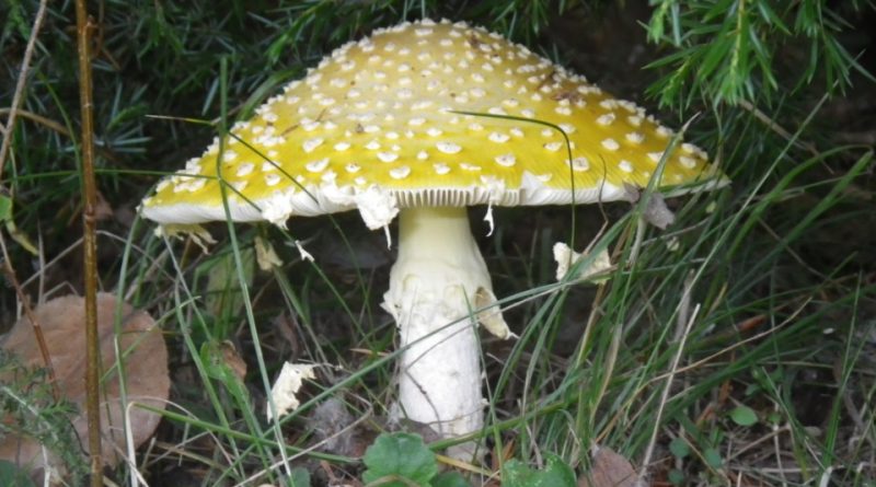 Amanita muscaria var. guessowii