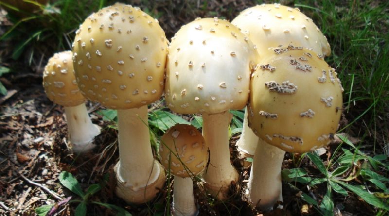 Amanita pantherina var. velatipes