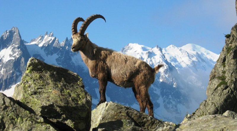 Capra ibex