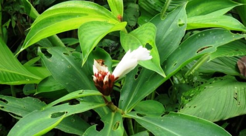 Cheilocostus speciosus