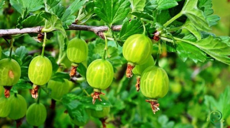 Come si coltiva l’Uva spina