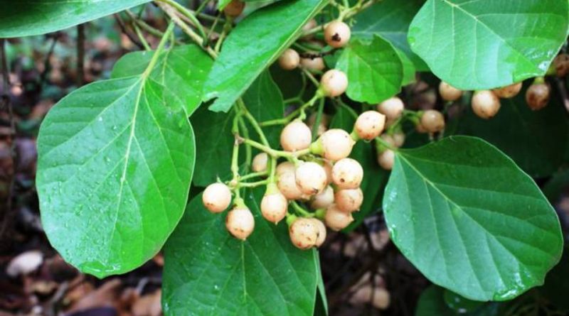 Cordia myxa