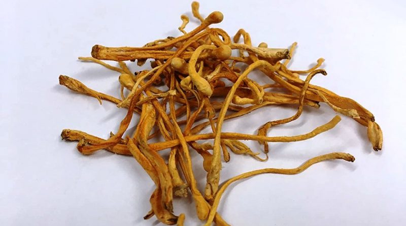 Cordyceps sinensis