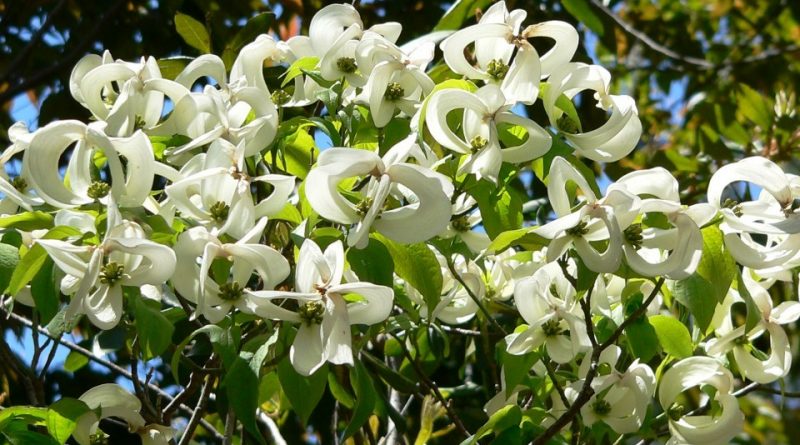 Cornus florida