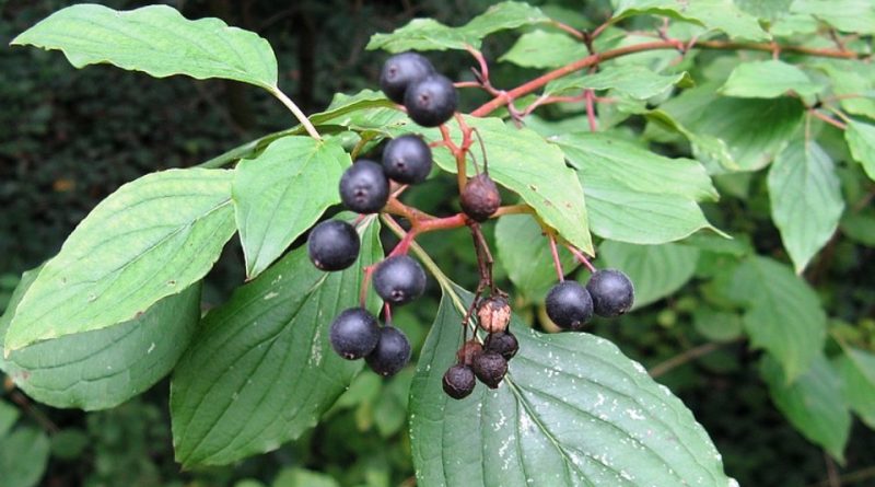 Cornus sanguinea