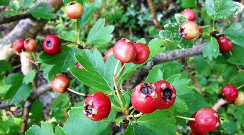 Crataegus laevigata