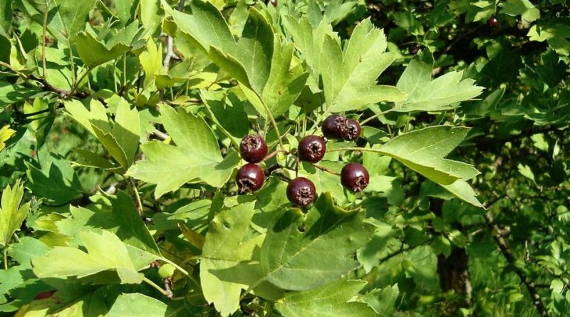 Crataegus nigra