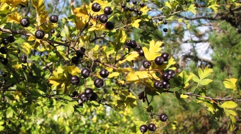 Crataegus pentagyna