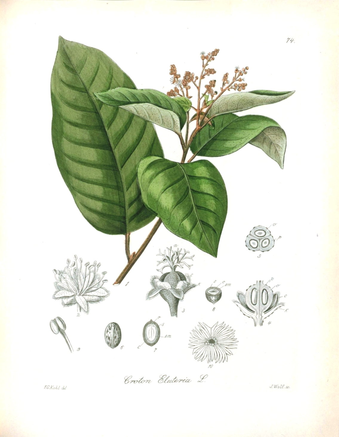 Croton eluteria, Cascarilla officinalis, Cascarilla