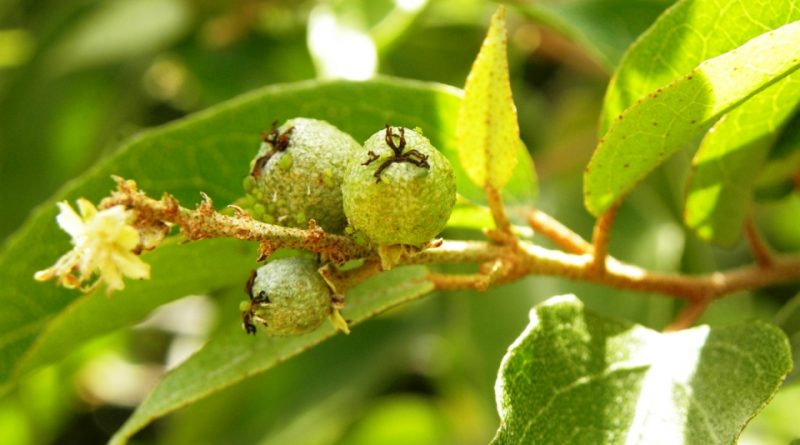 Croton eluteria