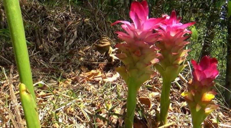 Curcuma zanthorrhiza