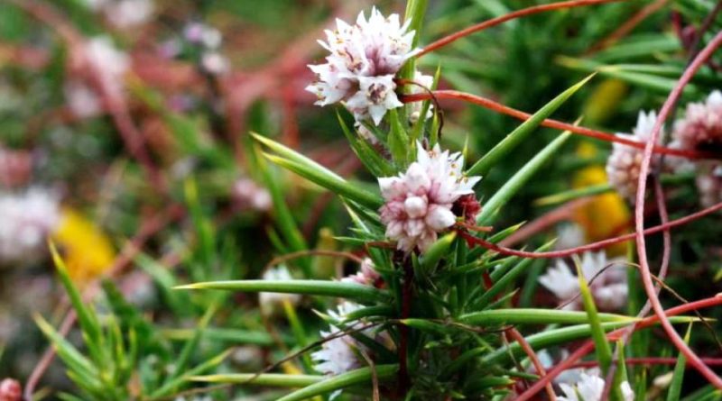 Cuscuta epithymum