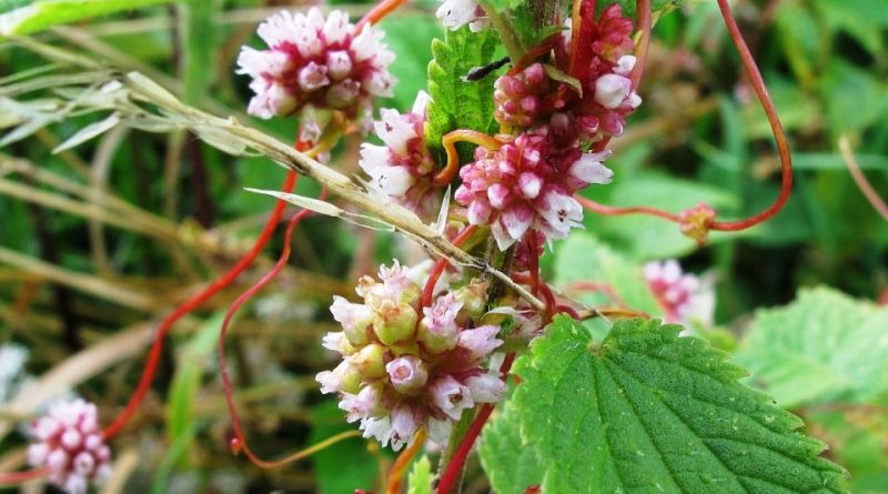 Cuscuta europaea