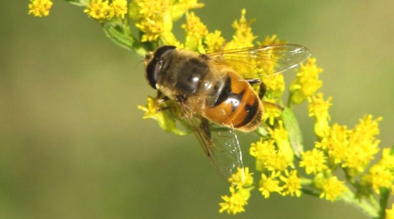 Eristalis tenax