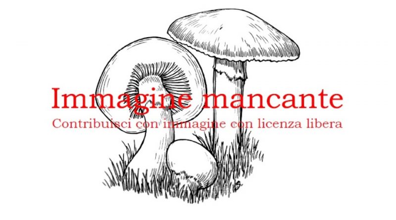 Amanita pantherina var. alba La Tignosa panterina bianca (Amanita pantherina var. alba) è un fungo basidiomicete appartenente alla famiglia delle Amanitaceae.