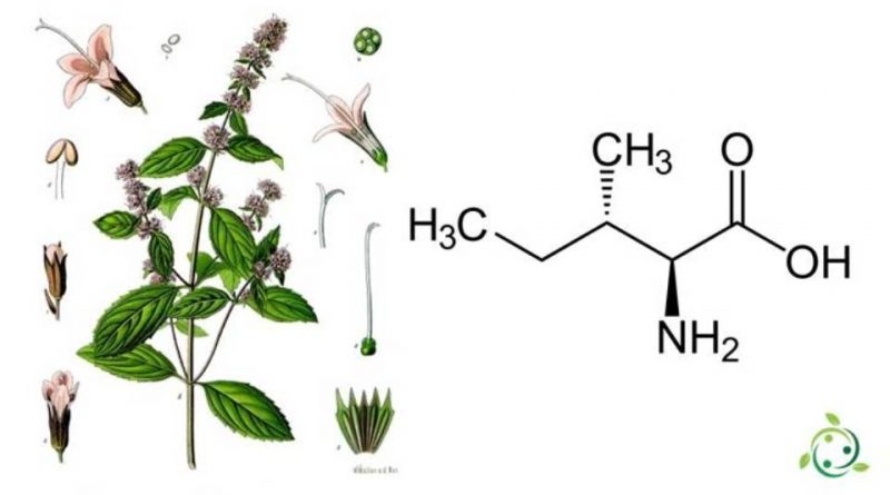 Isoleucina