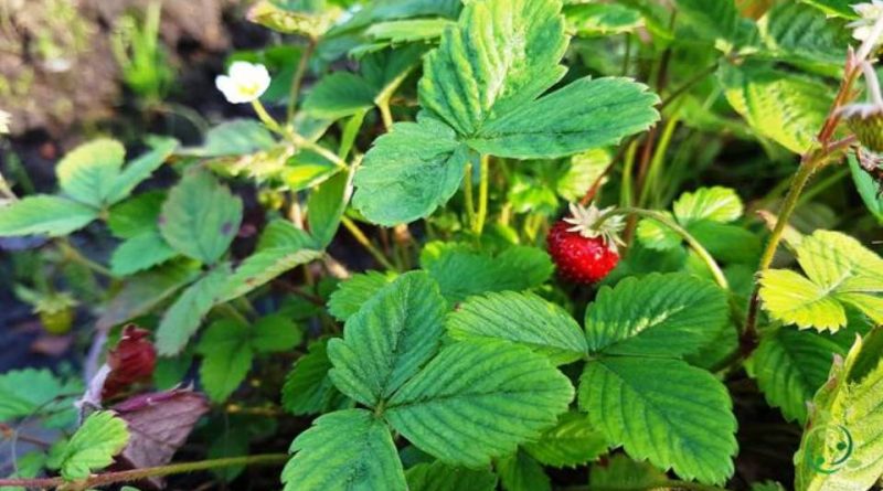 Come si propaga la Fragola