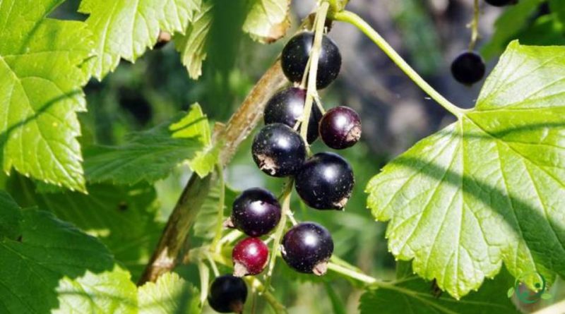 Come si propaga il Ribes nero