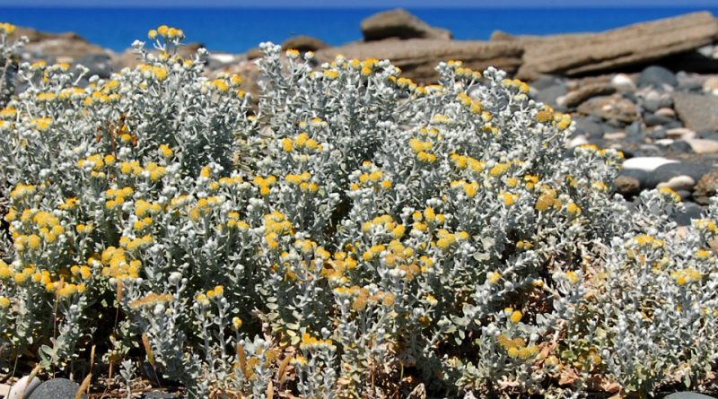 Achillea maritima