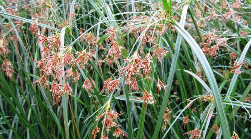 Cyperus longus