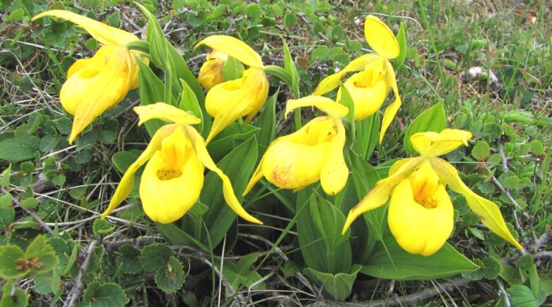 Lady Slipper Plant 'Yellow' – Vermont Wildflower Farm