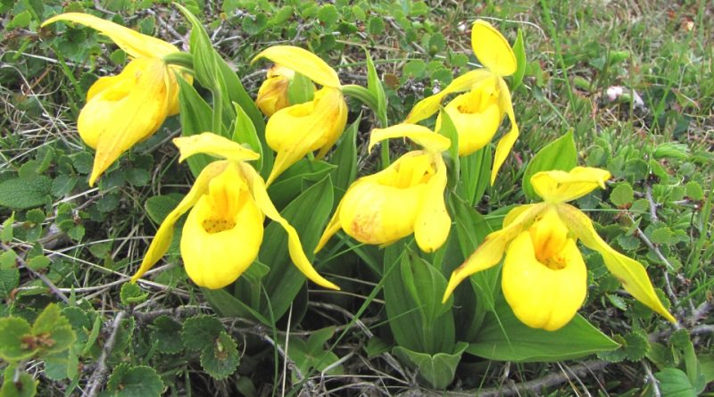 Cypripedium pubescens