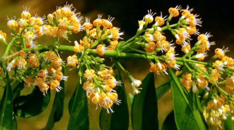 Danais fragrans