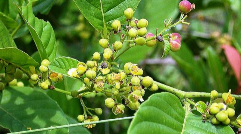 Davilla rugosa