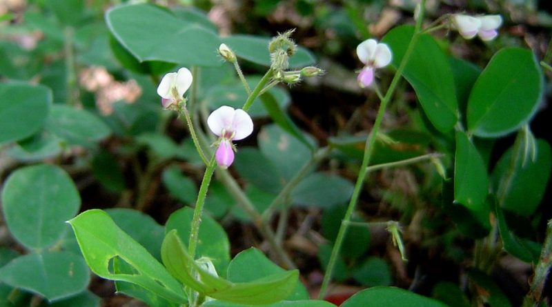 Desmodium adscendens