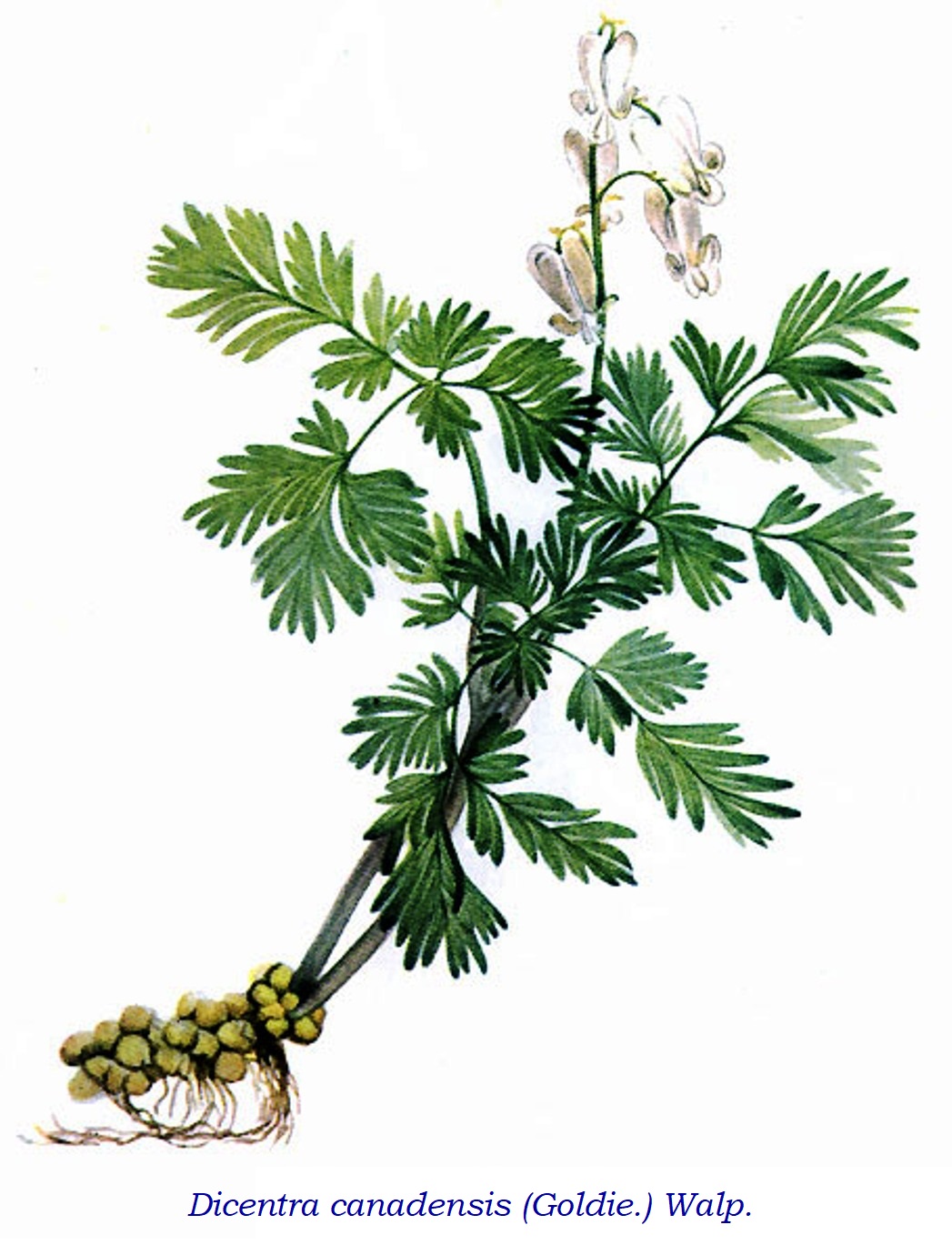 Dicentra canadensis Systematics, Etymology, Habitat, Cultivation