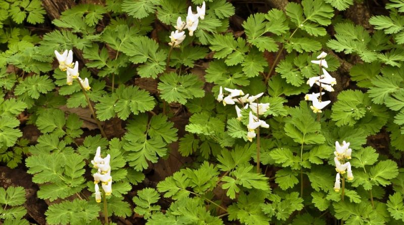 Dicentra cucullaria