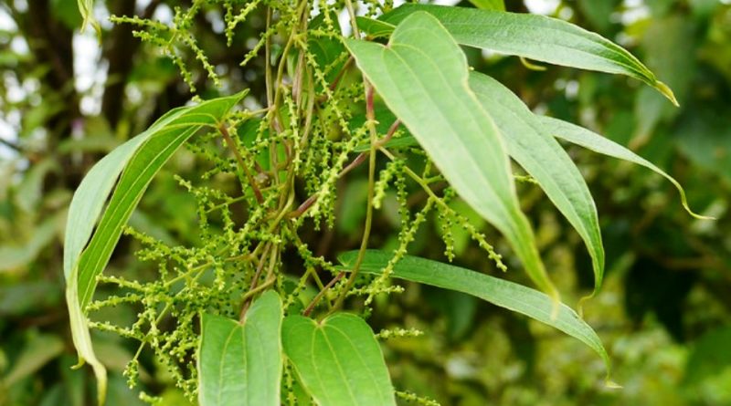 Dioscorea oppositifolia